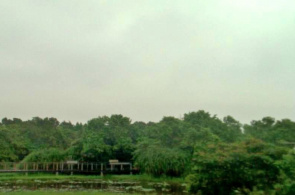 公园的湿地。 摄像头香港在线