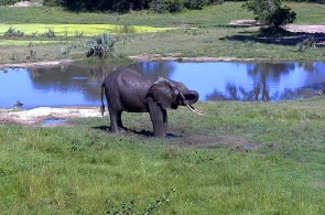 大象。 国家公园的阿布戴尔在线网络摄像头
