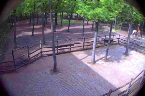塞格迪瓦达斯帕克动物园观景台。塞格德的网络摄像头在线