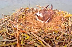 鱼鹰巢穴的网络摄像头。 网络摄像头拉特兰