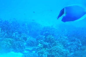 Meeru 岛上的水下相机。 网络摄像头 Meeru