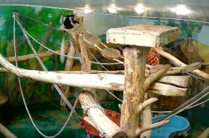 疣猪 新西伯利亚动物园以R.A.Shilo命名网络摄像头在线