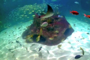 佛罗里达水族馆遇到的在线网络摄像头