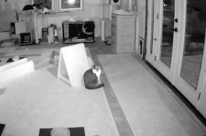 SNAP猫在线摄像头。动物的避难所