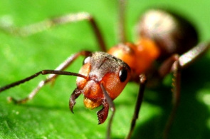 蚂蚁摄像头在新奥尔良昆虫馆在线