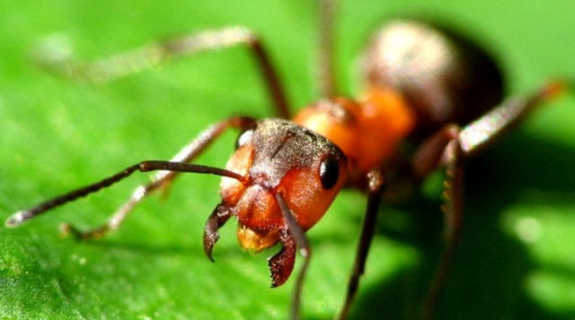 蚂蚁摄像头在新奥尔良昆虫馆在线
