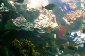 国家水族馆。珊瑚礁在线摄像头