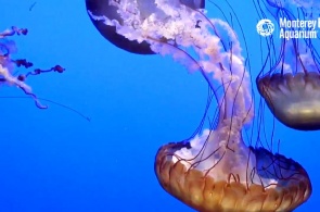 水母在蒙特雷湾水族馆。 摄像头蒙特雷线