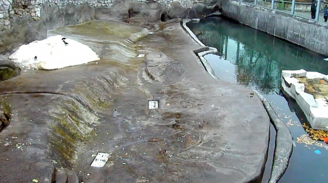 莫斯科动物园北极熊网上相机