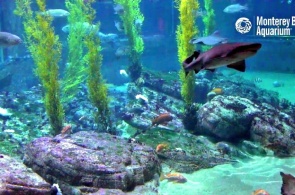 鲨鱼在蒙特雷湾水族馆。 摄像头蒙特雷线