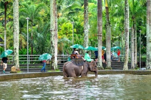 象公园。 大象野生动物园。 摄像头巴厘岛在线