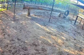 非洲狮子 巴尔瑙尔动物园网络摄像头在线