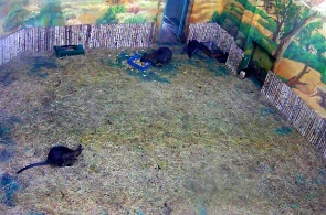 袋鼠 新西伯利亚动物园以R.A.Shilo命名网络摄像头在线